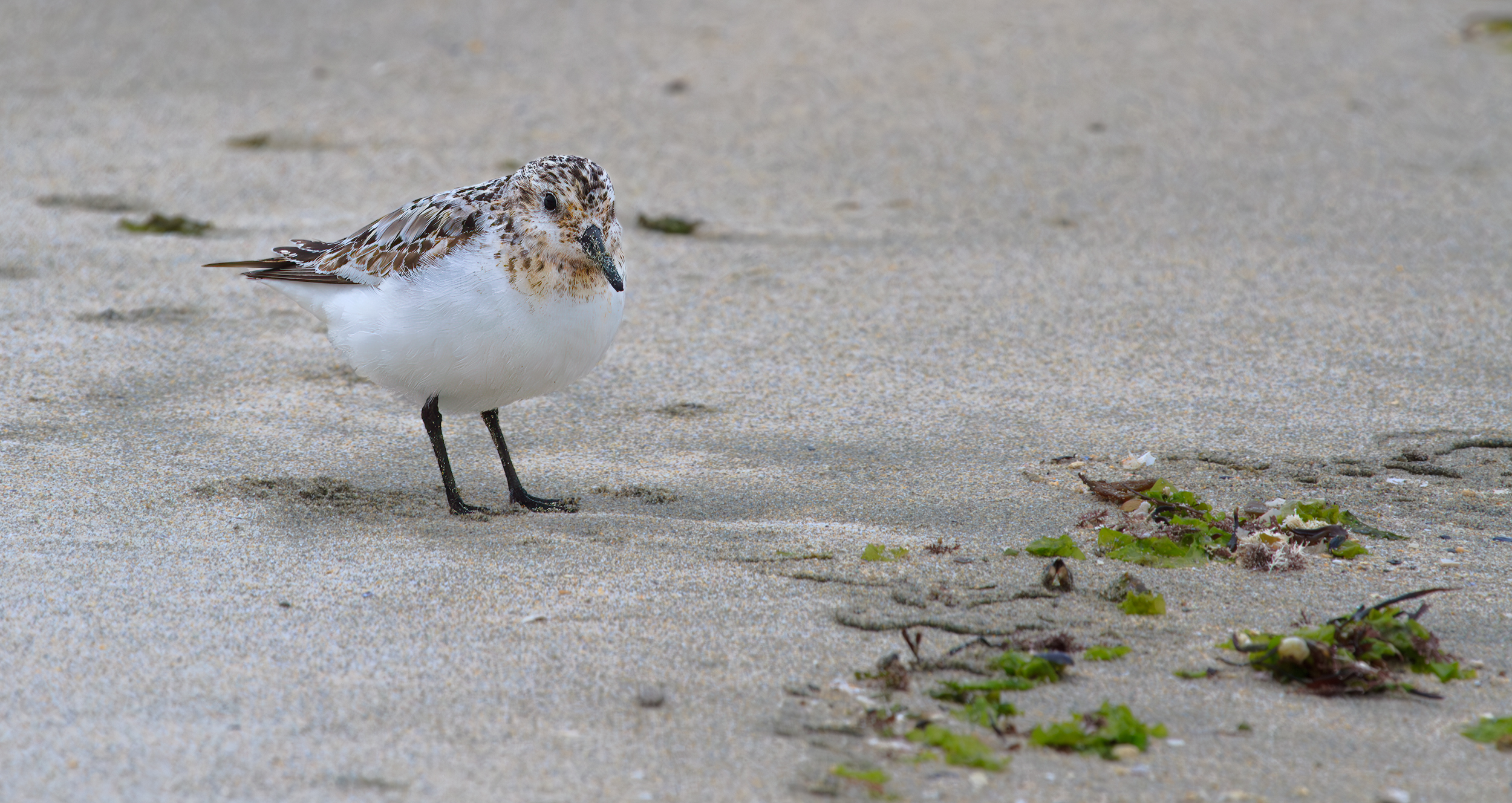  Sanderling Shetland